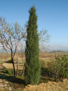 Juniperus scopulorum 'Woodward', Woodward columnar juniper