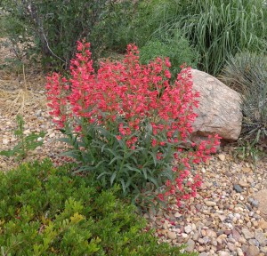 Coral Baby penstemon Plant Select