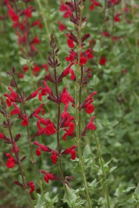 Windwalker royal red salvia Plant Select