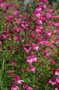 penstemon x mexicali 'red rocks' (2)