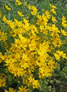 Engelmann's daisy, Engelmannia peristenia