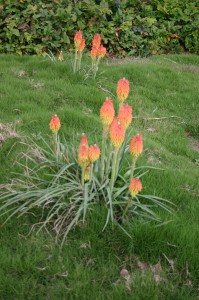 Kniphofia in Dog Tuff TM grass Cynodon