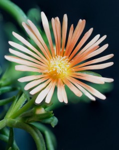 Delosperma 'Alan's Apricot' ice plant