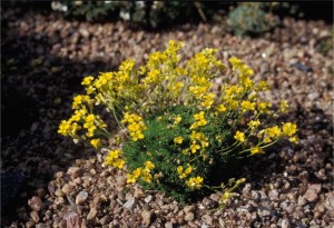 Draba rigida yellow stardust draba