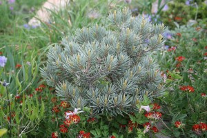 Blue Jazz pinyon pine