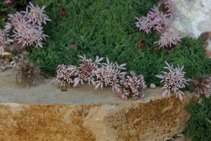 Moroccan pincushion flower