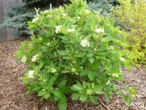 Mini Man viburnum