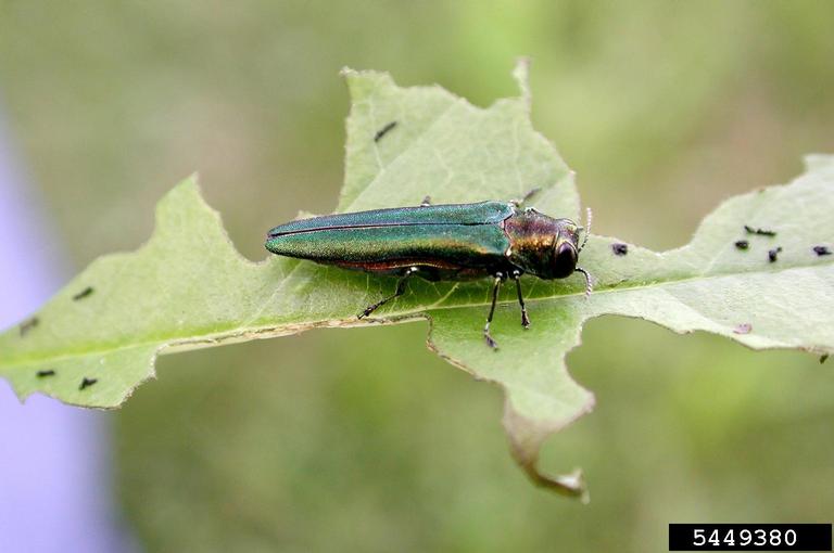 Emerald Ash Borer is a highly destructive insect that infests and kills ash trees in Colorado.