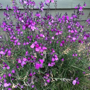 Plant Select Salvia Ultra Violet