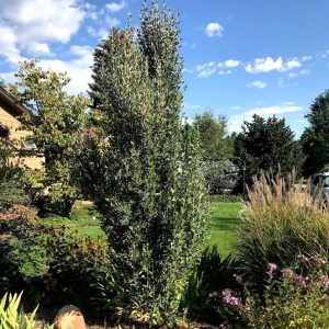 SILVER TOTEM™ buffaloberry from Plant Select. Tall evergreen shrub for screening