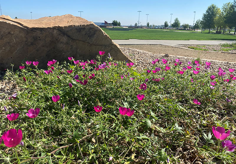 Plant Select Demonstration Garden in Town of Erie, Colorado - xeric and native plants