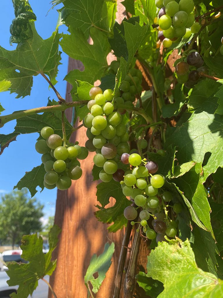 St. Theresa seedless grape in Town of Erie's demonstration garden for Plant Select