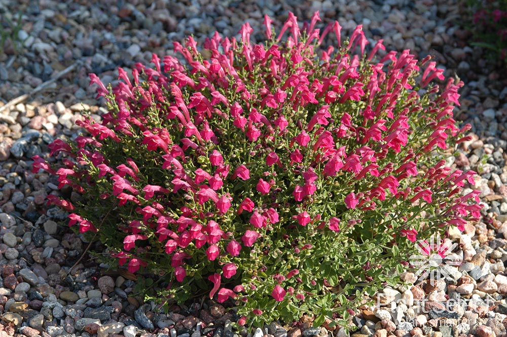 Cherry skullcap
