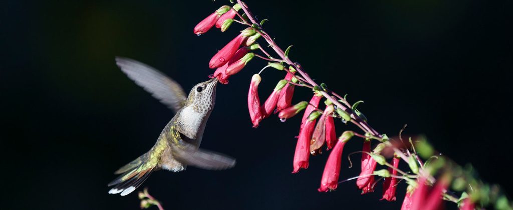 Broad-tailed hummingbird visits penstemon