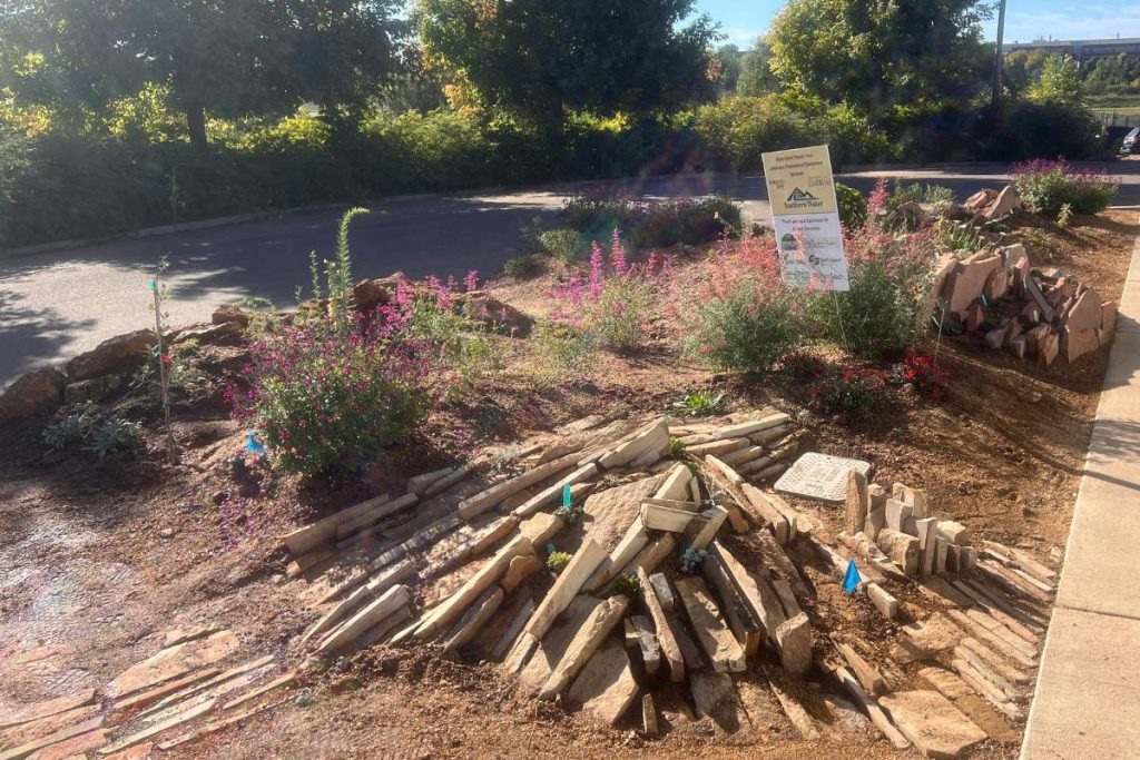 Native perennials among the CSU crevice garden demonstration garden