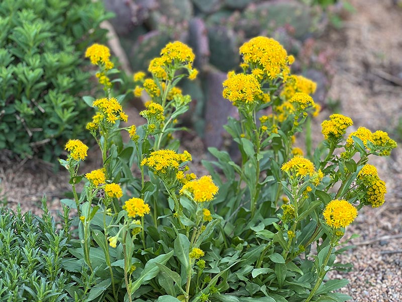 Solidago multiradiata | Rocky Mountain goldenrod | Plant Select native plant