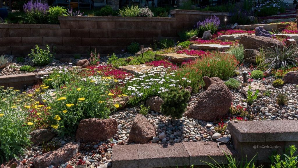 Pathway of vibrant ice plant in Ryan Harter's yard
