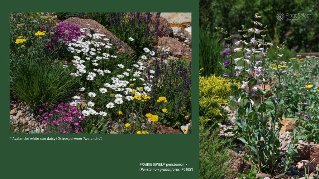Plant Select plants in Ryan Harter's back yard in June