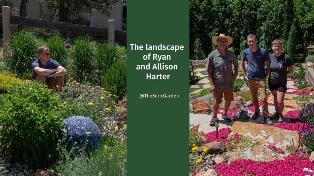 Landscape of Ryan and Allison Harter | Colorado | The Xeric Garden