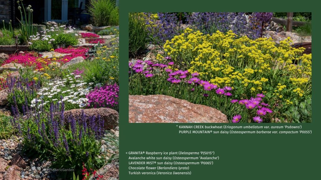 Plants in Ryan Harter's yard from Plant Select
