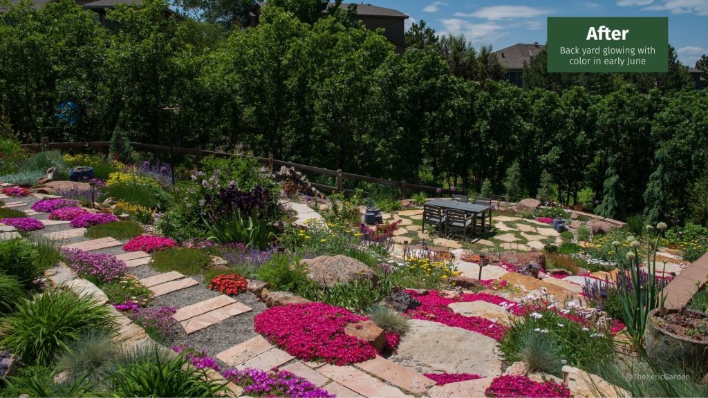 Ice plant in bloom in Ryan Harter's back yard in early June