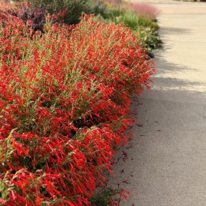 UNFORGETTABLE hummingbird trumpet square-Plant Select