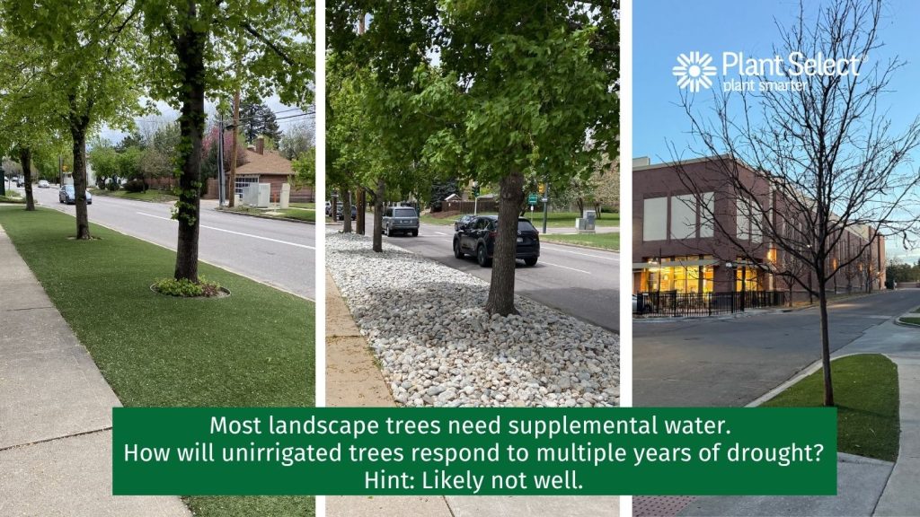 Most landscape trees in Colorado, Utah and the Intermountain West need supplemental water. How will these trees respond to multiple years without irrigation? Hint: Not well.