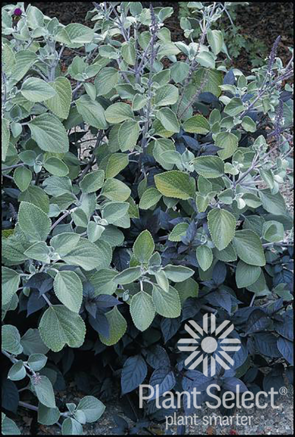 Silver Dollar Plant, Plectranthus argentatus, Plant Select