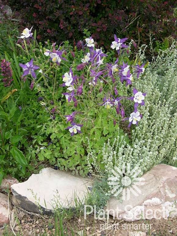 Remembrance Columbine, Aquilegia Swan Violet White, Plant Select