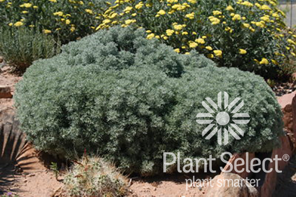 Artemisia versicolor Sea Foam Plant Select