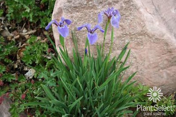 Dwarf beach head iris, Iris hookeri, I. setosa ssp. canadensis, Plant Select
