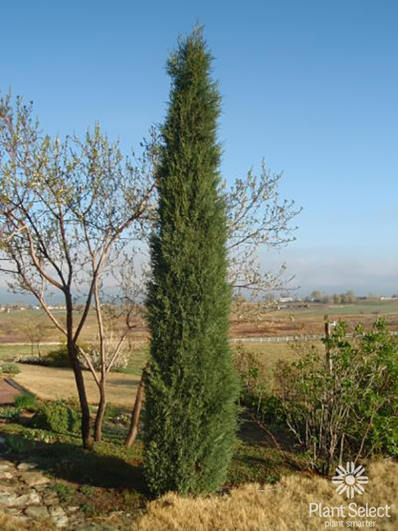 Woodward columnar juniper, Juniperus scopulorum, Plant Select