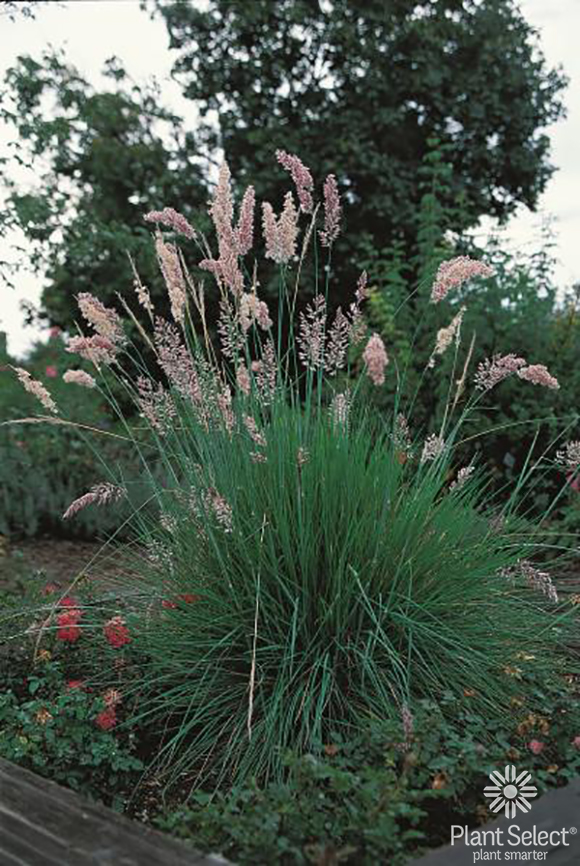 Pink Crystals Ruby grass, Melinis nerviglumis, Plant Select