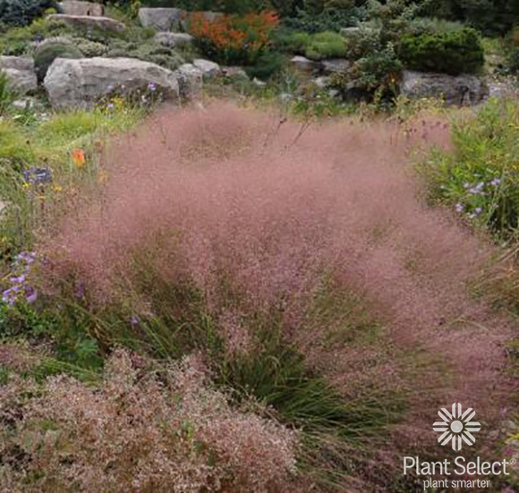 Muhlenbergia reverchonii \'PUND01S\', Undaunted ruby muhly, Plant Select