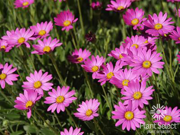 Purple Mountain sun daisy, Osteospermum barberiae var. compactum \'P005S\', Plant Select