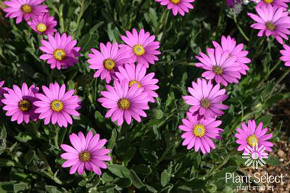 Purple Mountain sun daisy, Osteospermum barberiae var. compactum \'P005S\', Plant Select
