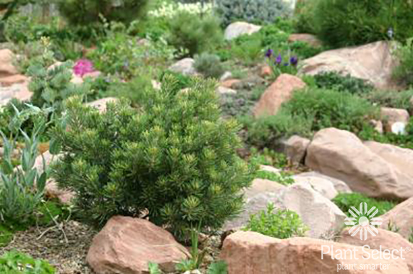 Dwarf pinon pine, Pinus edulis, Plant Select