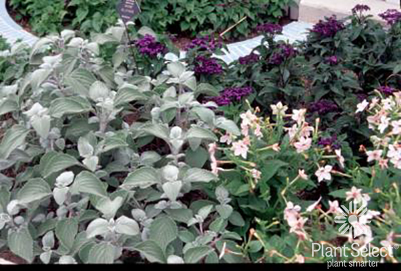 Silver Dollar Plant, Plectranthus argentatus, Plant Select