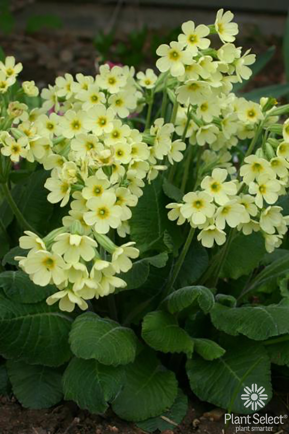 Oxlip primrose, Primula elatior, Plant Select