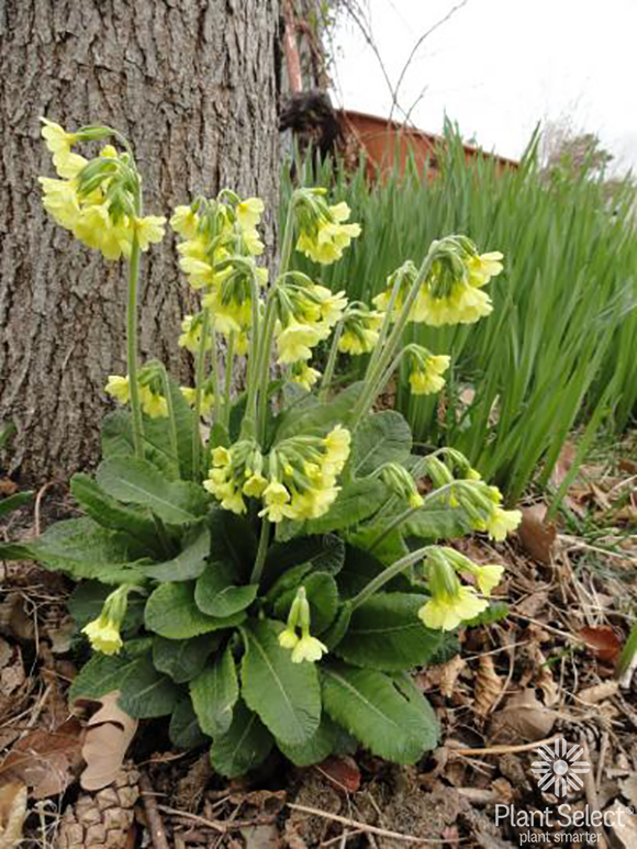 Oxlip primrose, Primula elatior, Plant Select