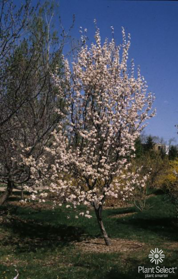 Princess Kay Plum, Prunus nigra, Plant Select