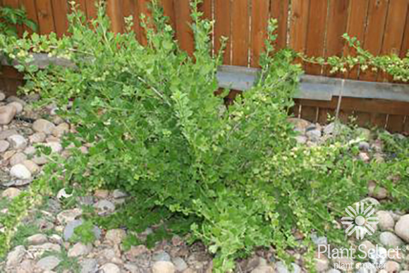 Comanche gooseberry, Ribes uva-crispa Red Jacket, Plant Select