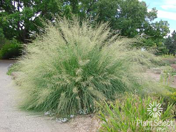 Giant sacaton grass, Sporobolus wrightii, Plant Select