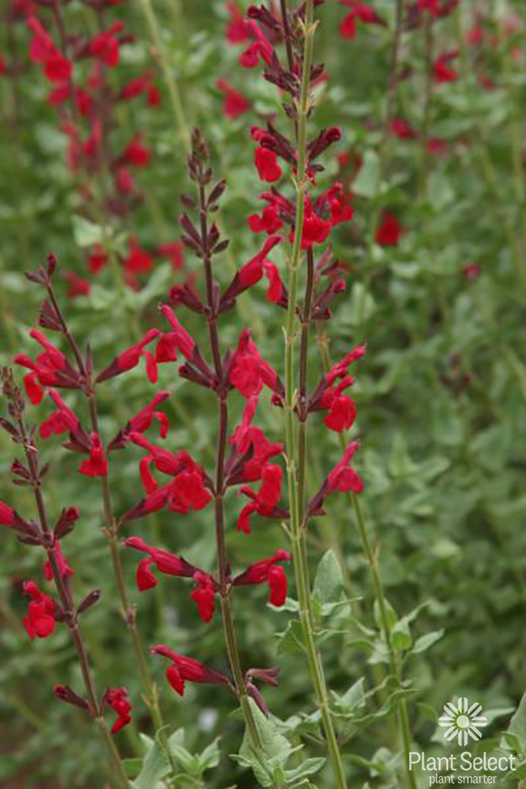 Windwalker royal red salvia, Salvia darcyi x S. microphylla \'PWIN03S\', Plant Select