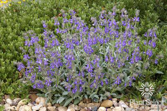 PLATINUM sage, Salvia daghestanica, Plant Select