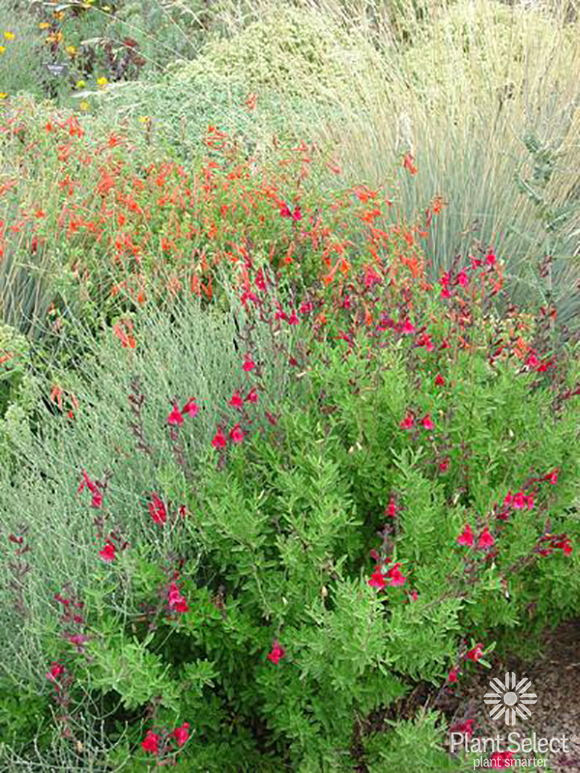 Furman\'s Red sage, Salvia greggii \'Furman\'s Red\', Plant Select