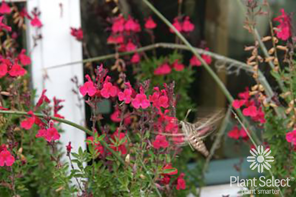 Furman\'s Red sage, Salvia greggii \'Furman\'s Red\', Plant Select