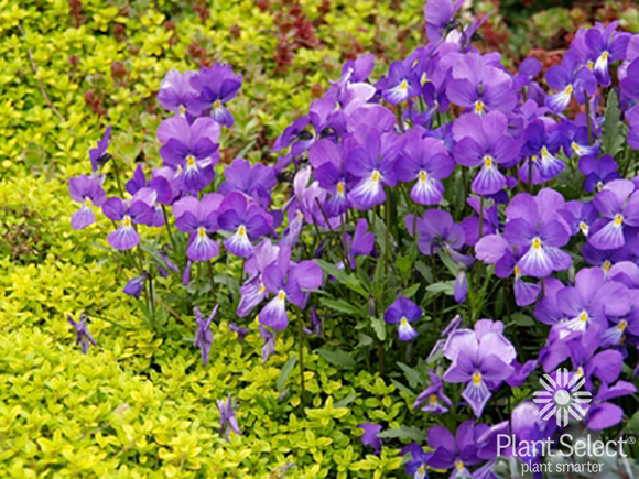 Corsican violet, Viola corsica, Plant Select
