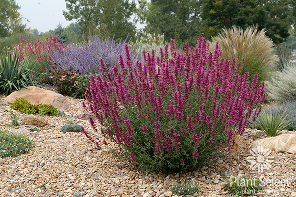 Sonoran Sunset hyssop, Agastache cana Plant Select