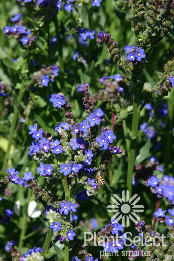 Cape forget me not, Anchusa capensis, Plant Select